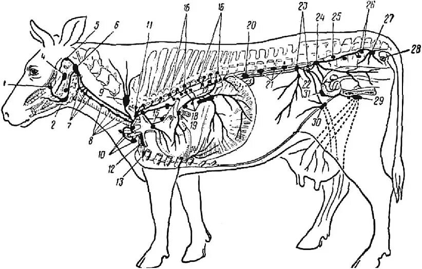 Lymphonodus. Топография лимфатических узлов КРС. Лимфатическая система КРС. Лимфатическая система коровы. Лимфатические узлы головы крупного рогатого скота.