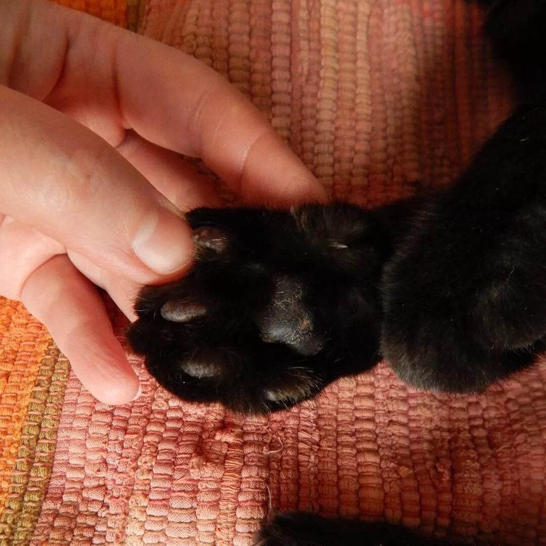 У кота черные подушечки. Лапка котенка подушечки. Кошачьи подушечки на лапах. Лапки кошки. У кота черные подушечки.