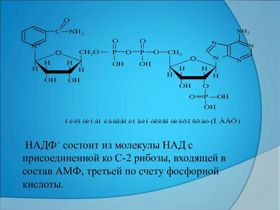 Строение кофермента НАДФ+. Строение кофермента ПАЛФ. Окисленный НАДФ формула. Кофермент НАДФ формула. Синтезируется цепь содержащая рибозу