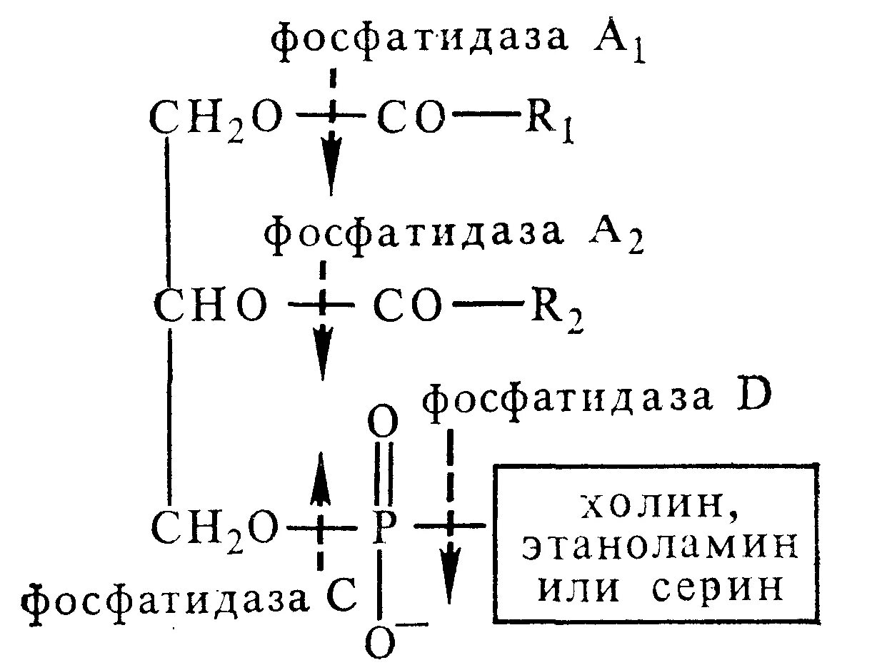 Гидролиз фосфолипидов фосфолипазой а2. Лецитин фосфолипаза а1. Тканевой распад фосфоглицеридов. Ферменты расщепления фосфоглицеридов.