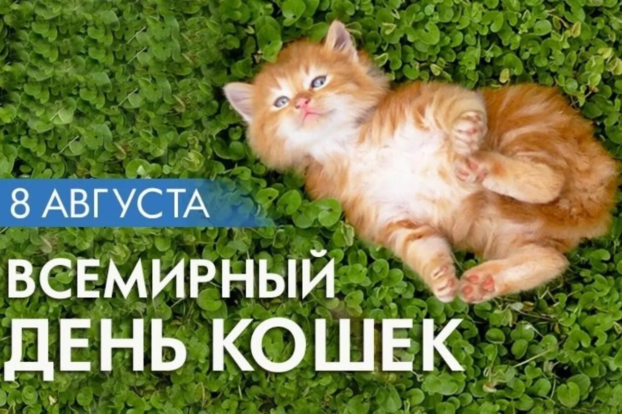 Всемирный день кошек. День кошек 8 августа. Международный день кота. Всемирный день кошек с праздником. День кошек информация