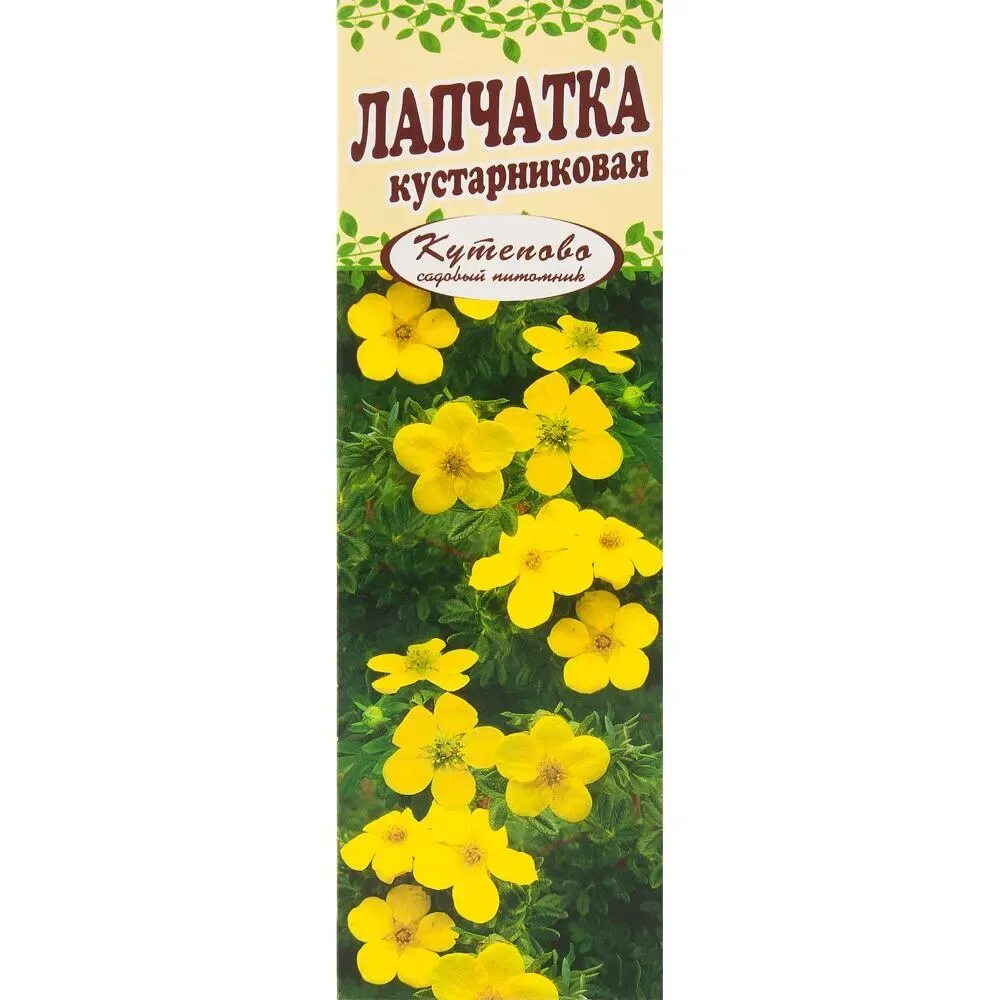 Как размножить лапчатку желтую
