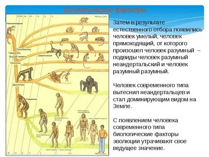 Влияние биологических факторов на эволюцию человека