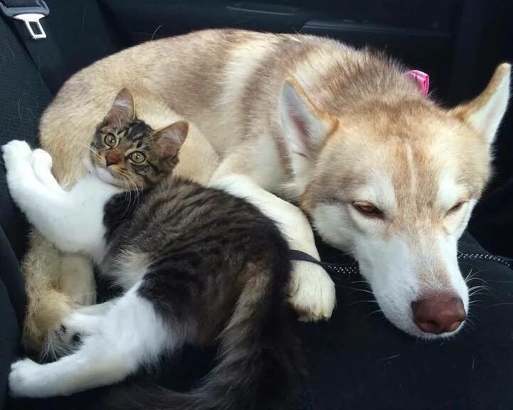 Хаски и кот. Сибирский хаски +кошка. хаски и кошка. хасбик с кошкой. кошка рози и хаски.