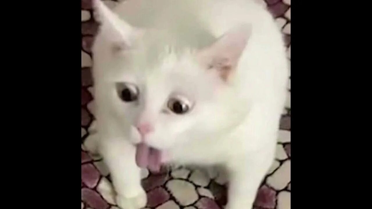 i?id=0f66ea8ac8a0d47717ee758c4188ba67_l-