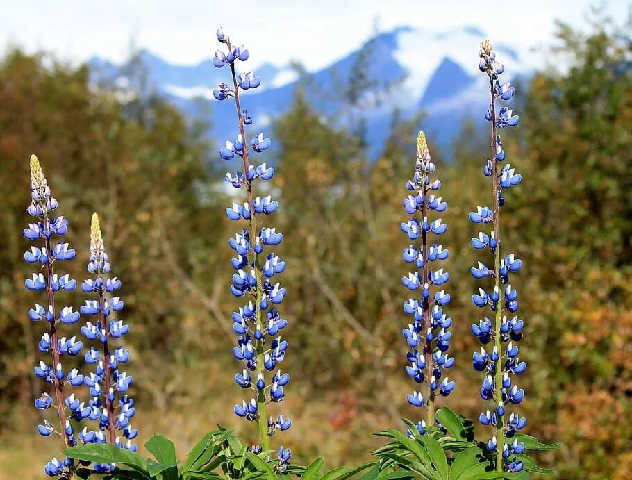 Цветок аляска. Растения Аляски. Аляска цветы. Flowers Alaska photo. Цветок делокниса крупным планом фото.