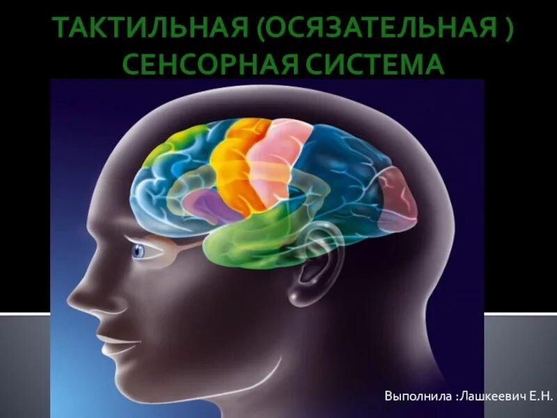 Сенсорные системы обеспечивают. Тактильная система. Сенсорная система. Анализаторы сенсорные системы. Осязательная сенсорная система.