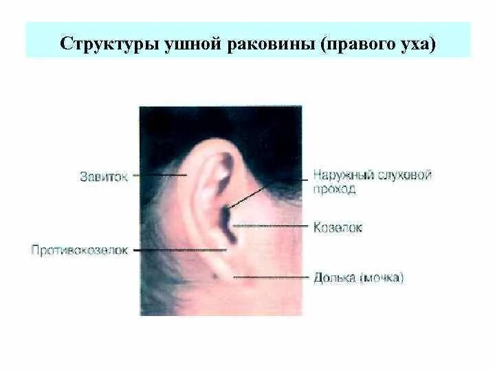 Структура ушной раковины. Низко расположенные ушные раковины. Завиток ушной раковины анатомия.