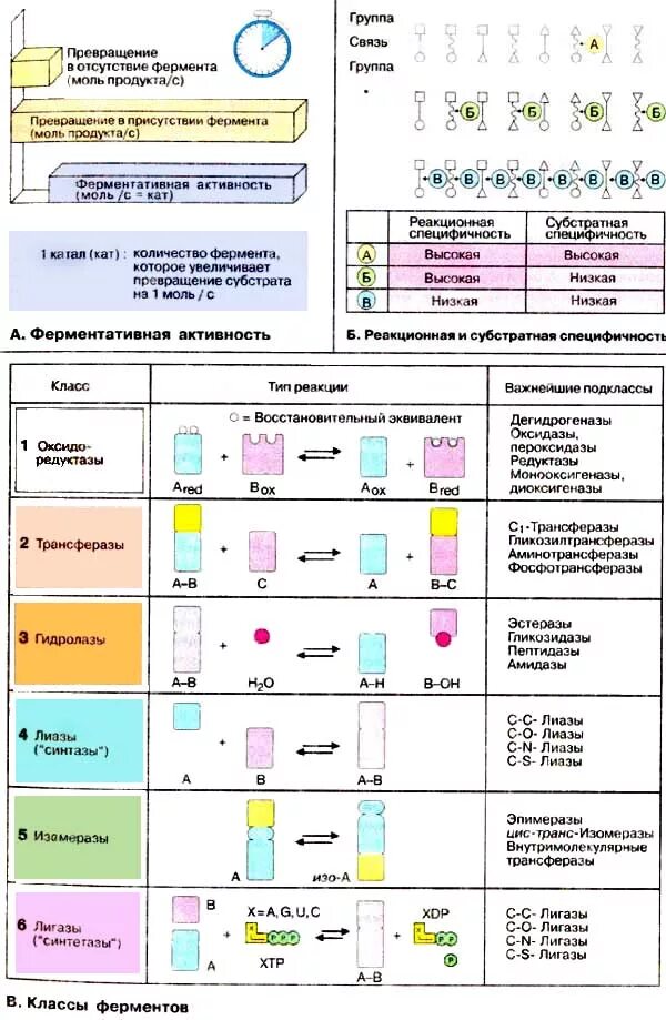 1 класс ферментов. Классы и подклассы ферментов биохимия. Классификация ферментов таблица. Классы и подклассы ферментов таблица. Классификация ферментов биохимия.