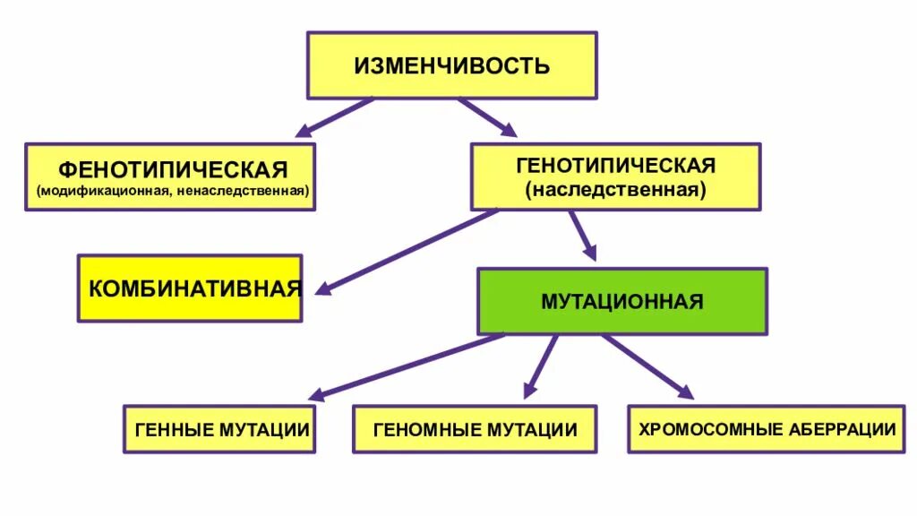 Наследственная комбинативная и мутационная. Фенотипическая изменчивость схема. Формы изменчивости фенотипическая и генотипическая. Наследование мутационной изменчивости. Изменчивость генотипическая и фенотипическая схема.