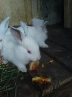 Крольчиха сдохла