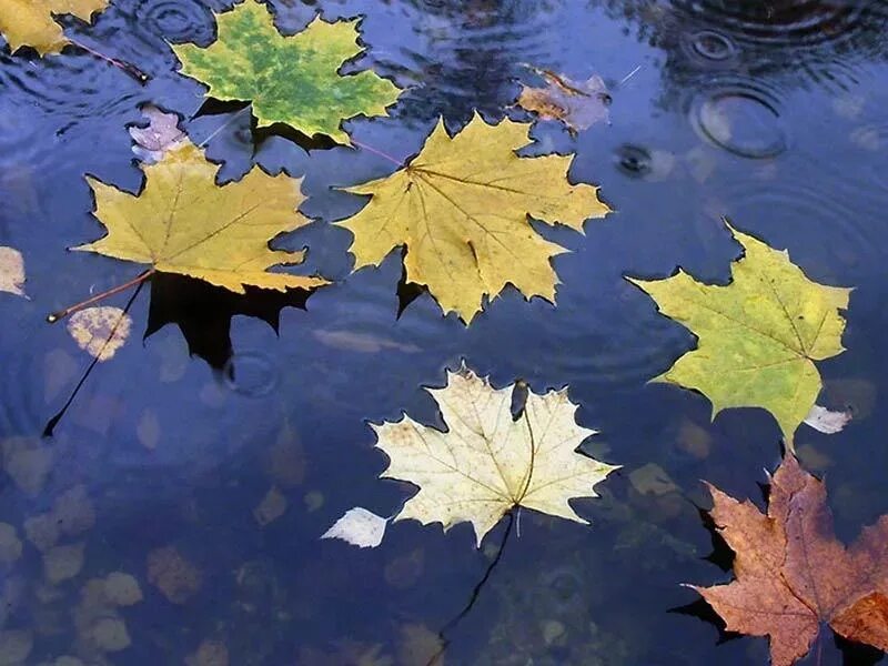 Падающие листья в воду. Осенние листья в луже. Кленовый лист. Лист клена в воде. Листья на воде.