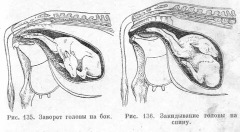 Сколько у коровы длятся схватки