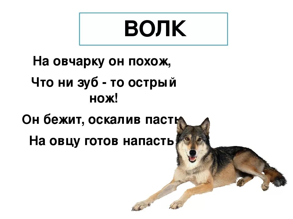 Составить слово волка. Загадка про волка. Стих про волка для детей. Волк загадки про животных для детей. Загадка про волка для малышей.