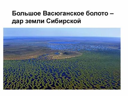 Васюганские болота самые большие в мире