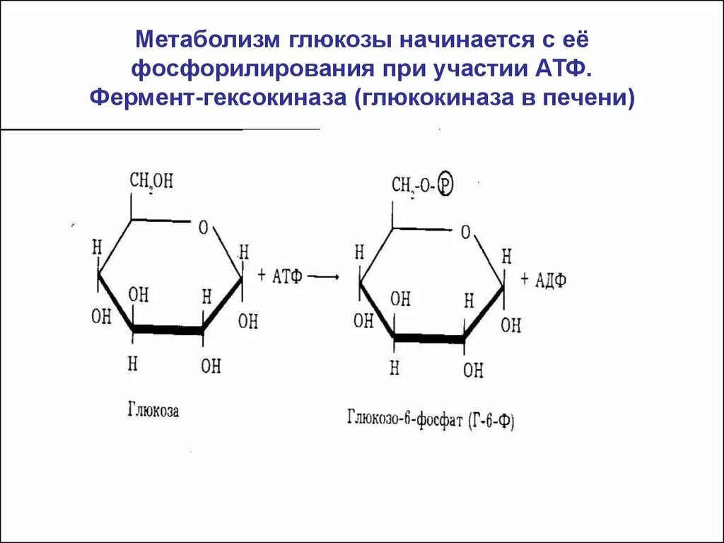 Печень атф. Реакции фосфорилирования Глюкозы в печени. Фосфорилирование глюкопиранозы. Глюкоза и гексокиназа реакция. Глюкокиназа и гексокиназа.