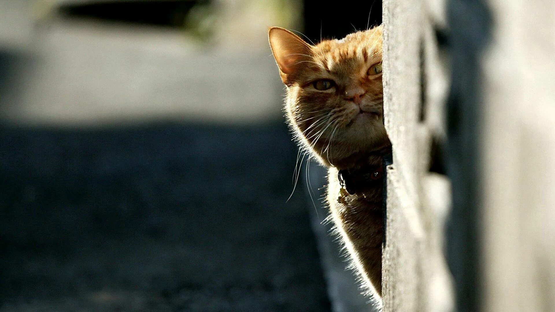 Кот смотрит осуждающе. Выглядывает из за угла. кошка выглядывает. кот выглядывает из-за угла. кот заглядывает.