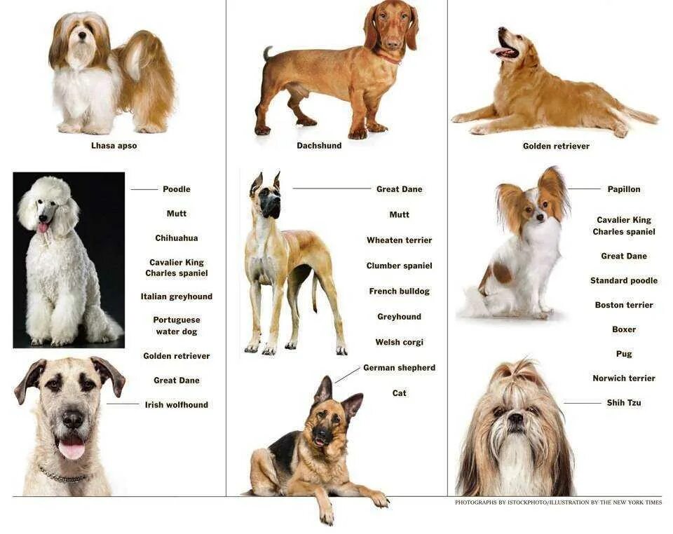 Породы собак названия. Породы собак с фотографиями и названиями средних и крупных размеров. Породы собак таблица крупные средние маленькие. Породы домашних животных собак список. Породы собак с фотографиями и названиями мелких и средних размеров.