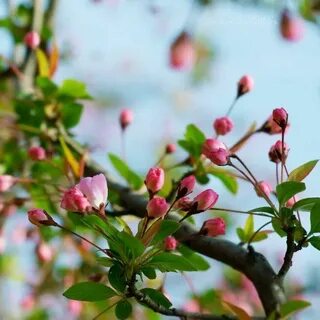 Күйеу бала мен ене туралы порно әңгімелер