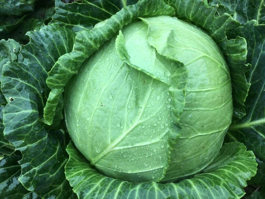 Гавриш капуста три богатыря. Капуста сорт богатырь. Капуста сорт три богатыря. Гавриш капуста три богатыря. Капуста сорт три богатыря.