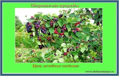 Ирга в слова