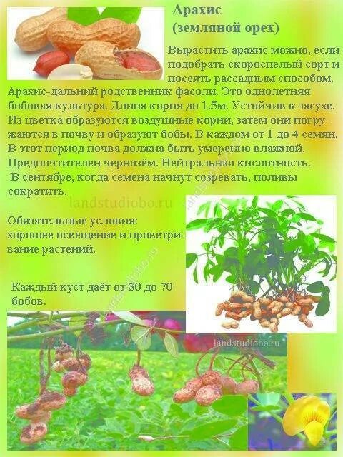 Можно котам арахис. Можно котам арахис