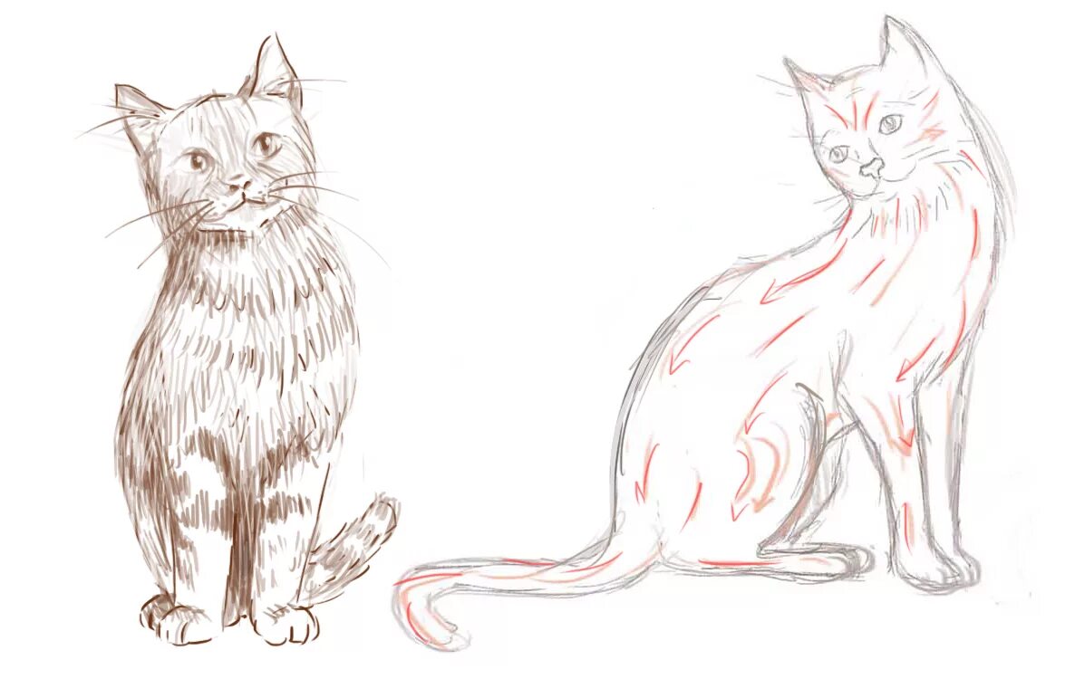 Рисунок кота. Кошка рисунок карандашом. Картинки кошек для срисовки. Рисунок кота для срисовки. Рисунок кошки для срисовки.