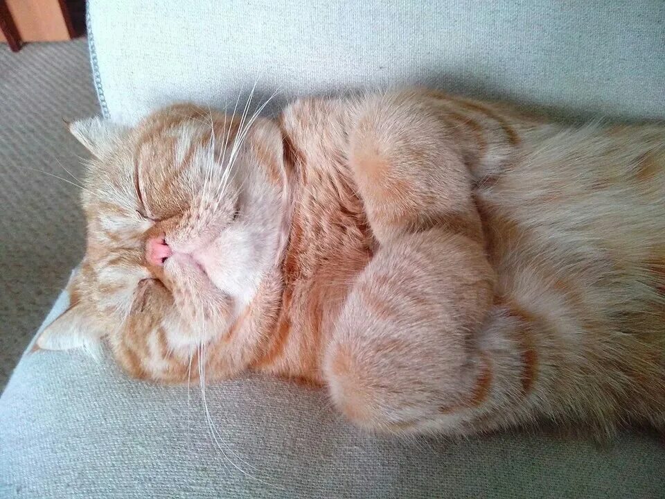 Почему кошка дергается