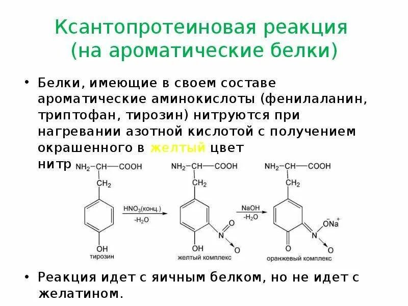 Белок концентрированная азотная кислота. Ксантопротеиновая реакция триптофан. Ксантопротеиновая реакция на тирозин. Качественная реакция на белки ксантопротеиновая. Ксантопротеиновая реакция на ароматические аминокислоты в белке.