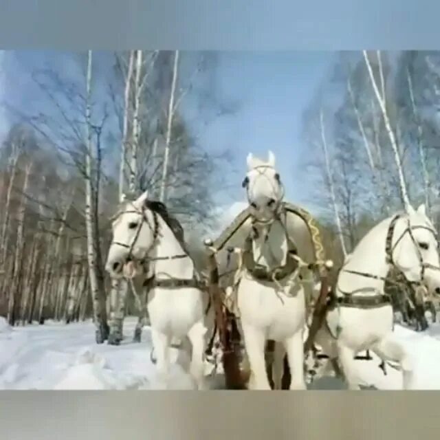 Три белых коня долина запись. Терлобелё. Приключения электроников три белых коня. Три белых коня декабрь. Тройка лошадей декабрь январь и февраль.