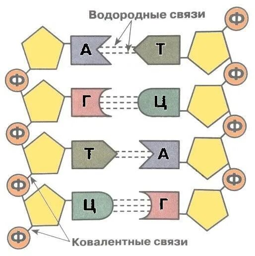 Комплементарные пары оснований днк. Рнк комплементарность строение. комплементарность нуклеотидов днк и рнк таблица. принцип комплементарности днк схема. комплементарность нуклеотидов днк.