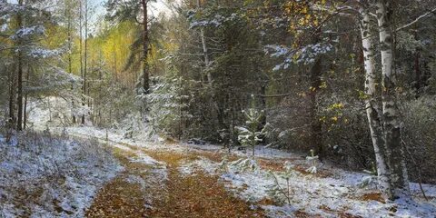 Пришли поздняя осень в лесу