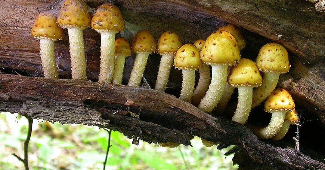 картинка грибы и бактерии