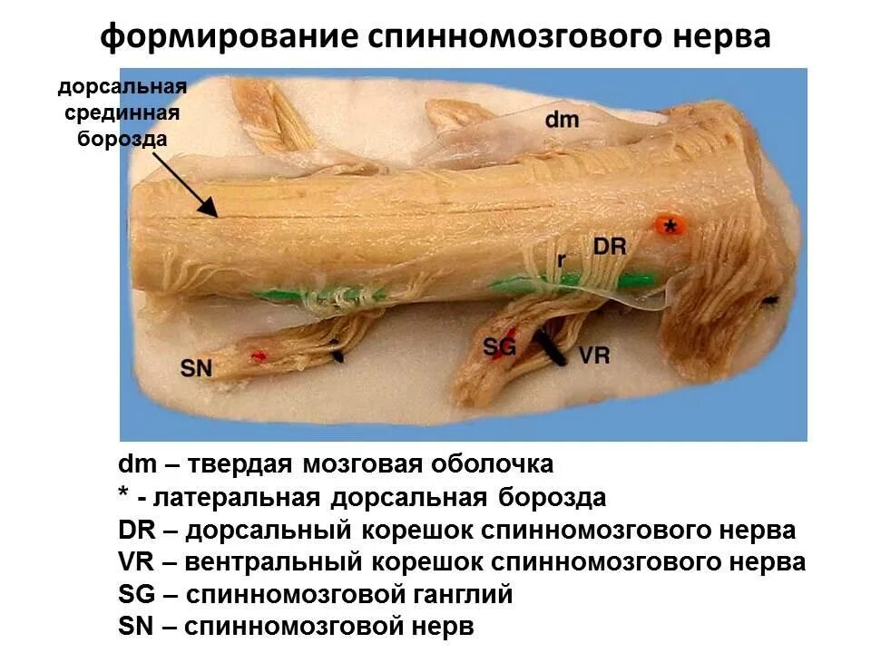 Дорсальная поверхность спинного мозга. Спинномозговые корешки. ° дорсально -спинной мозг. Спинной мозг спинномозговой нерв.