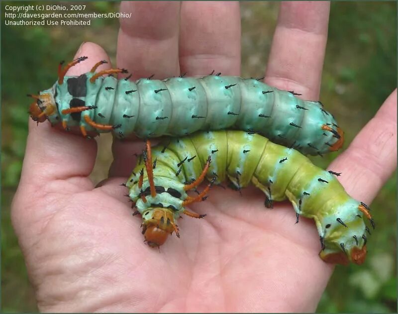 Какого размера гусеница. Гусеница citheronia regalis. уссурийский толстотел гусеница. гусеница медведицы гикори. гигантская гусеница.