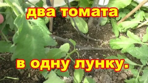 В лунку томатам