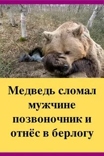 Сломан медведь