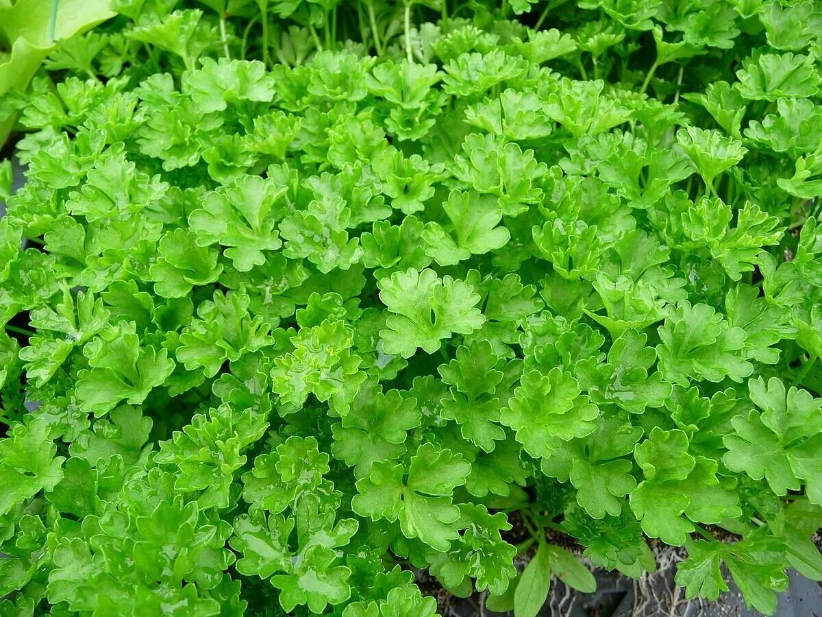 Петрушка кучерява Petroselinum crispum. Петрушка кудрявая - Petroselinum crispum. Петрушка обыкновенная и кучерявая.