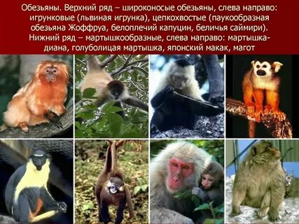 Животные отряда приматы