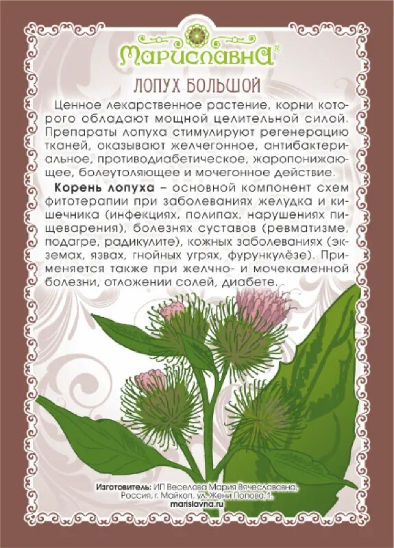 Лопух при заболеваниях. Лопух лекарственное растение. Лопух это лечебное растение. Репей лекарственное растение. Лопух лекарственное растение описание.