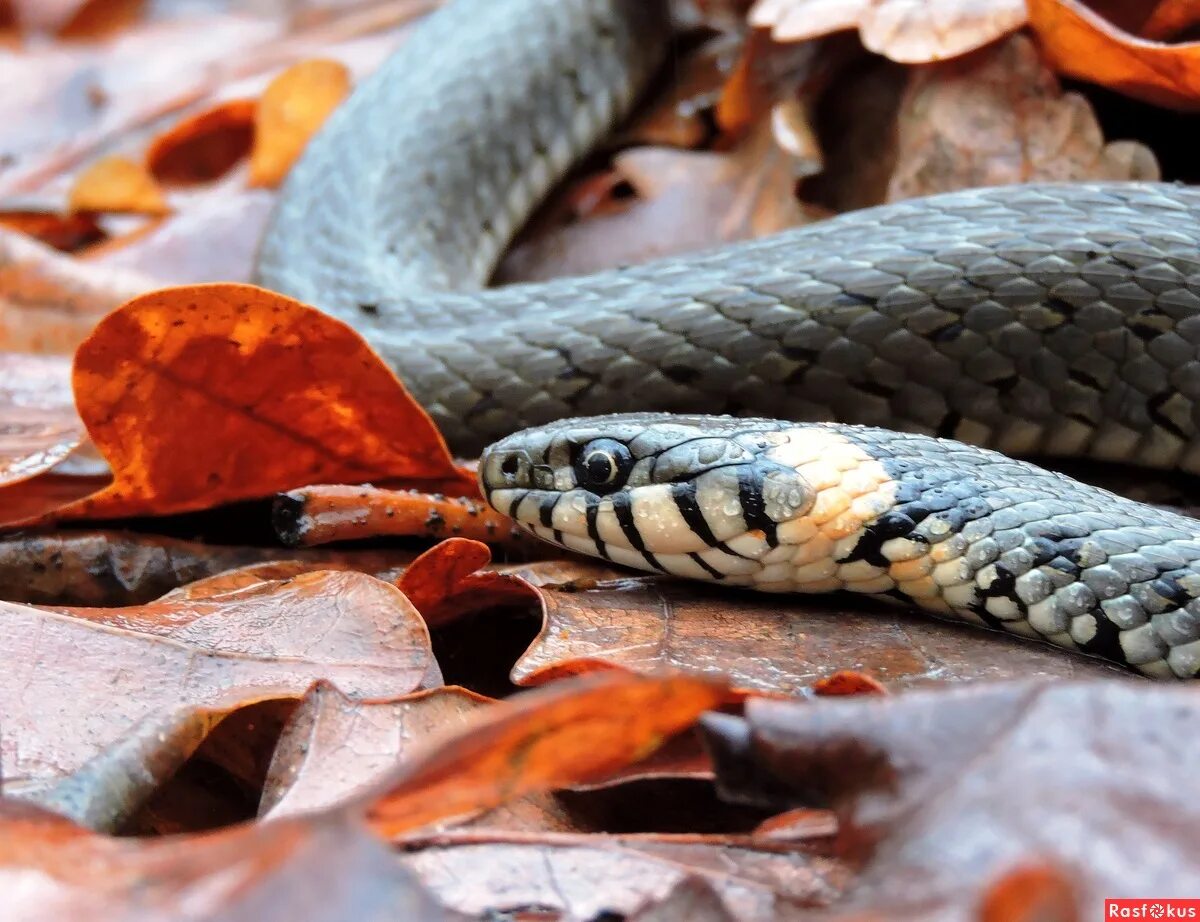 гадюка полоз уж. уж медянка полоз. новый уж. уж в россии. желтобрюхий полоз анапа.