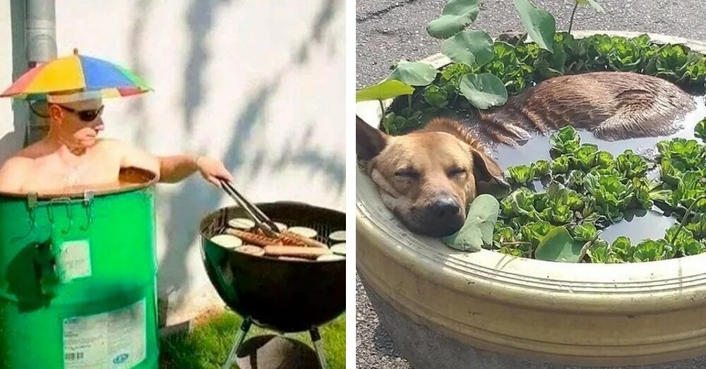 Как коты переносят жару