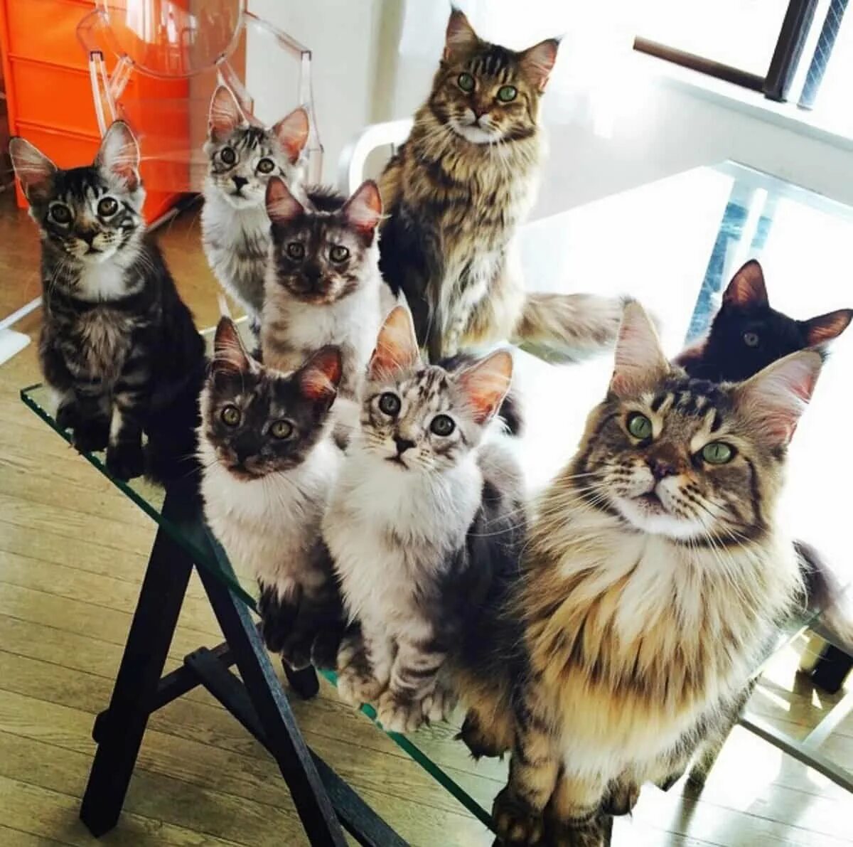 Некоторые кошки