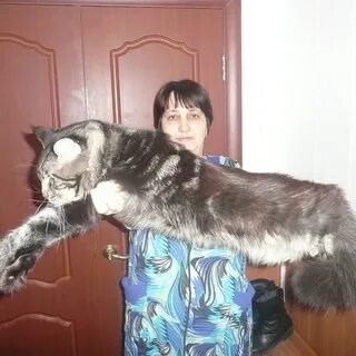 Авито мейн кун в добрые
