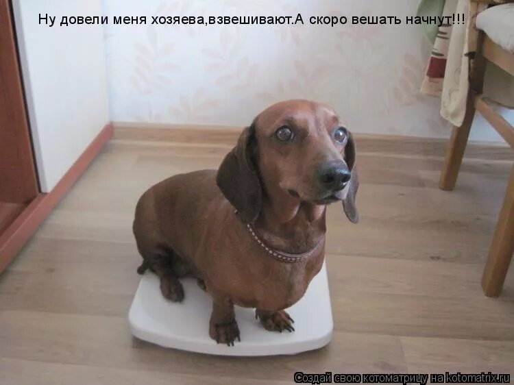 Хозяин говорю. Не переживай переживешь. Не переживай все будет хорошо. Хозяин говорю. Бульдог похож на хозяина.