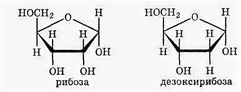 Рибоза 2 дезоксирибоза. 2 Дезоксирибоза. Д рибоза структурная формула. Дезоксирибоза циклическая формула. Глюкоза рибоза фруктоза формула.