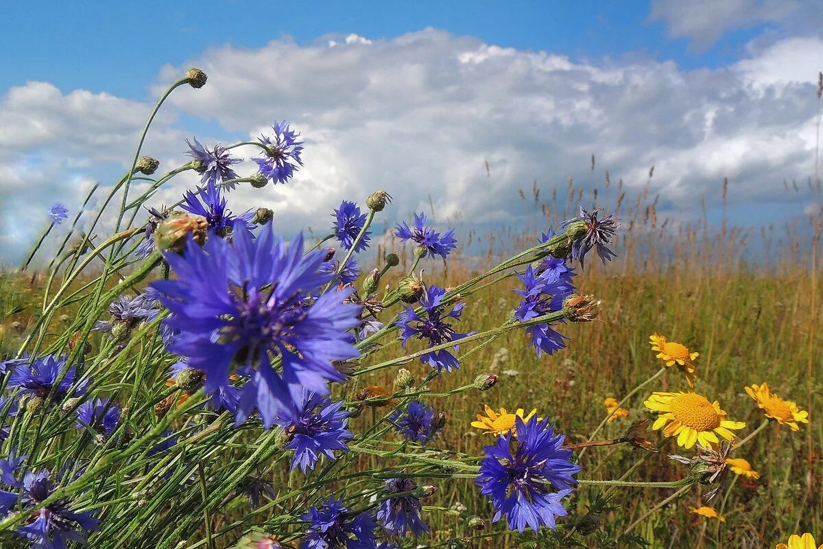 бодяк полевой василек. василек волошка. васильки брест. василек описание растения 3 класс. бодяк василек луговой.