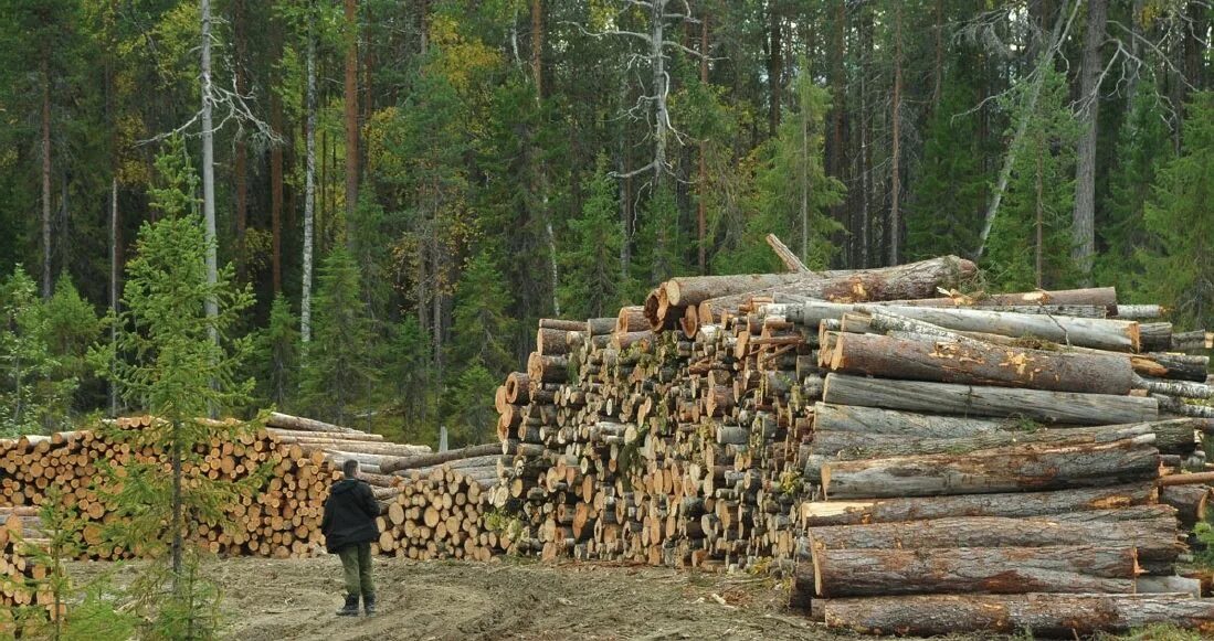 Использование тайги. Хоз деятельность тайги в россии. хозяйственная деятельность человека в тайге россии. добыча леса в тайге. лесопромысловое хозяйство в тайге.