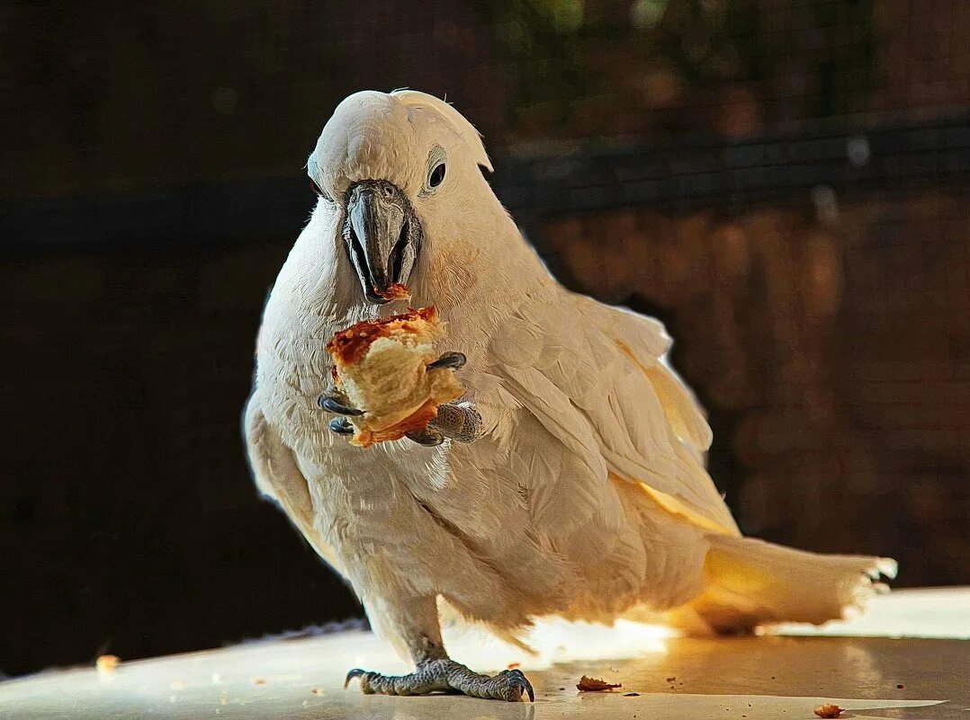 Забавная какаду. Попугай Какаду домашний. Что едят попугаи Какаду. Смешные попугаи. Толстый попугай.