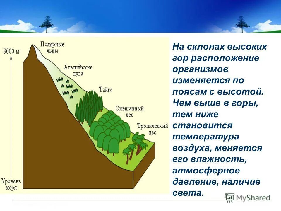 Высотная поясность в горах. Распределение живых организмов в горах. Высота склона. Растительность по высоте гор. Наибольшее количество живых организмов сосредоточено на высоте